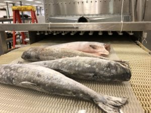 Fish Seafood Processing Tempering Blocks